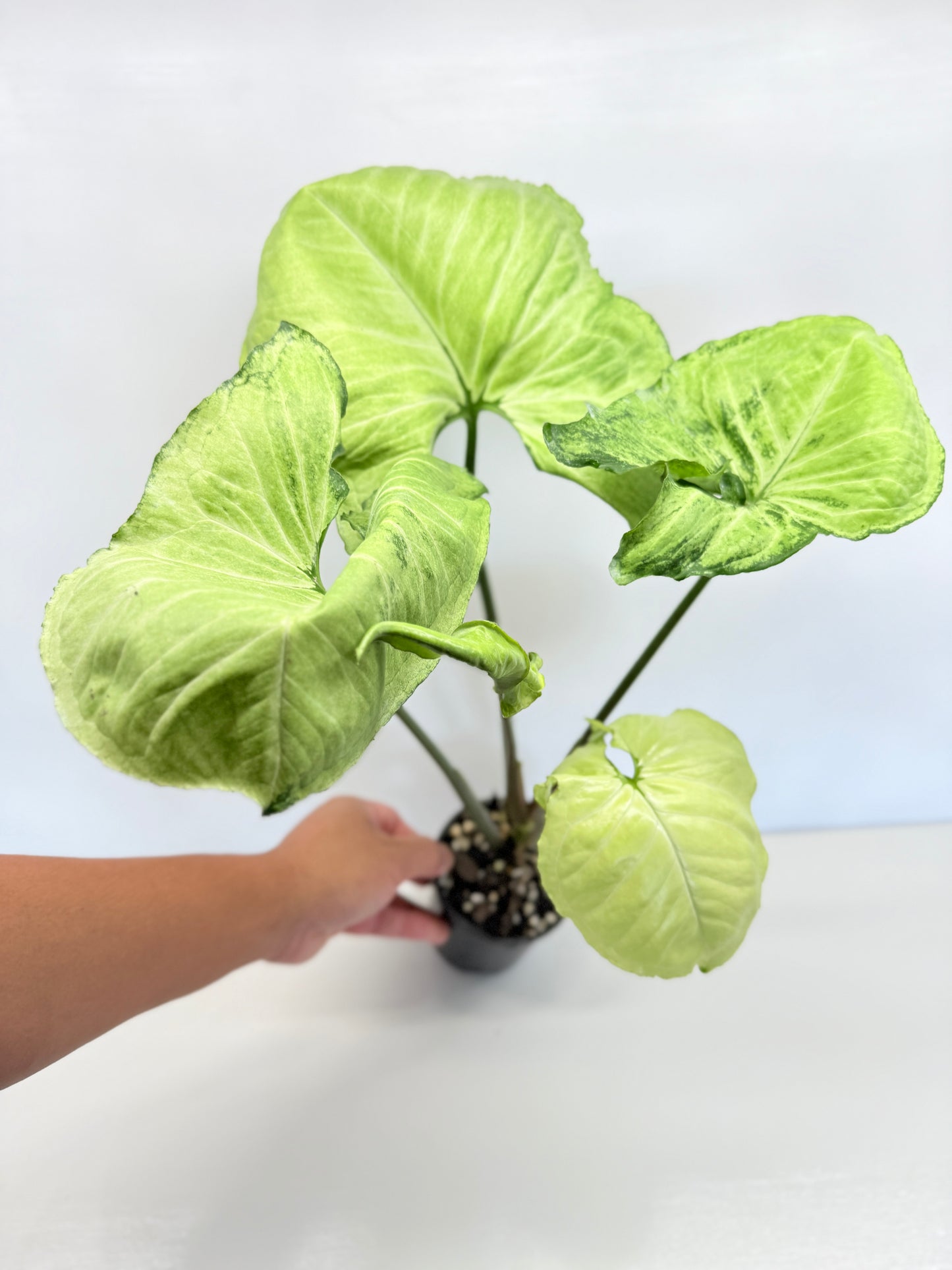 Syngonium - Large NOID A82