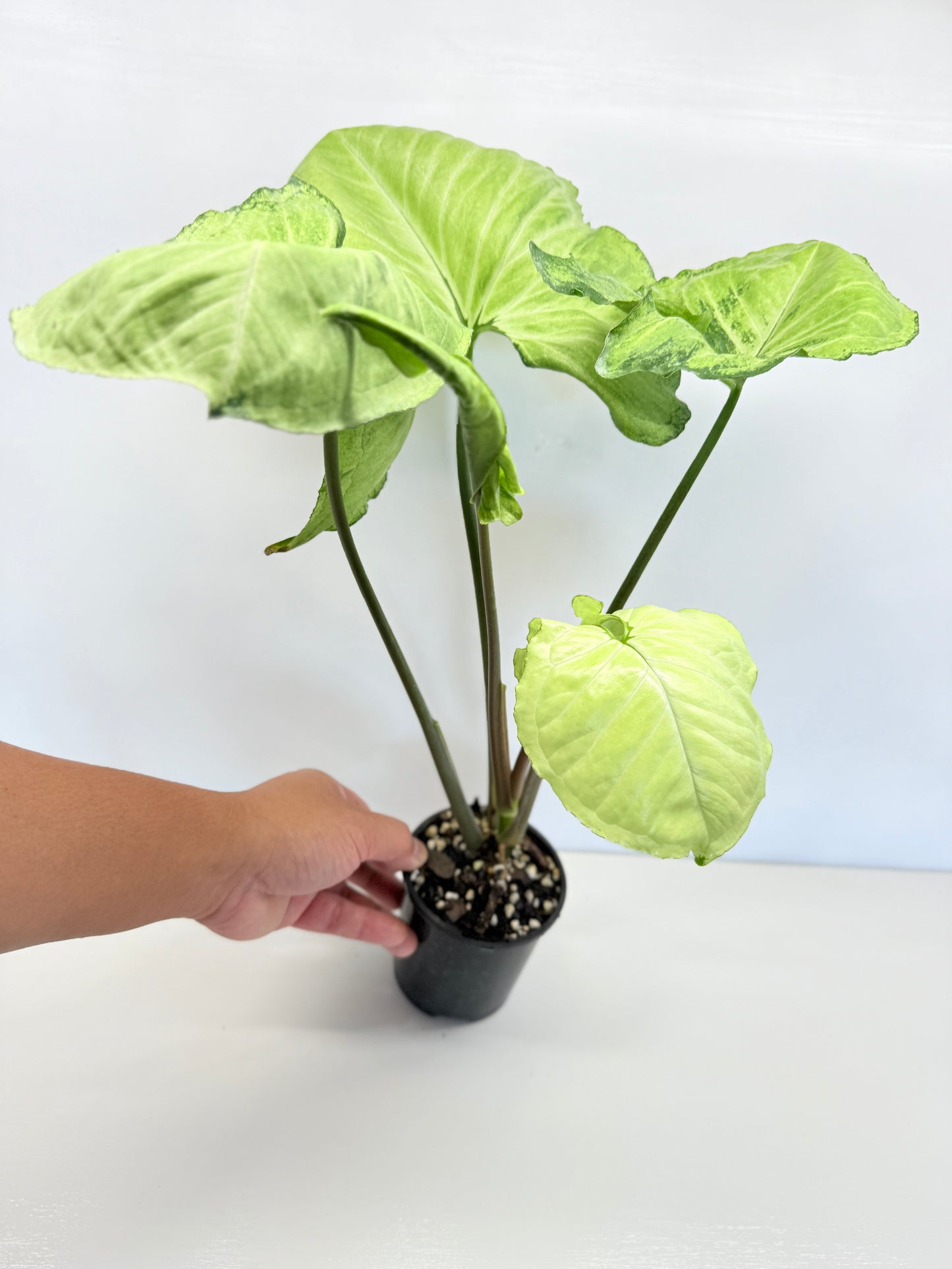 Syngonium - Large NOID A82