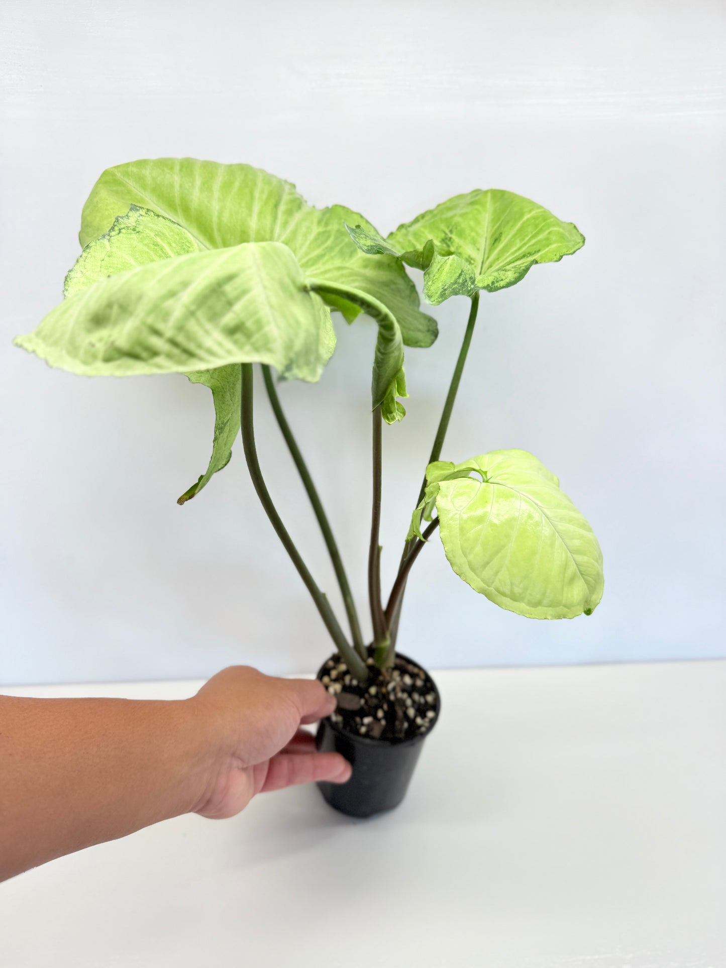 Syngonium - Large NOID A82