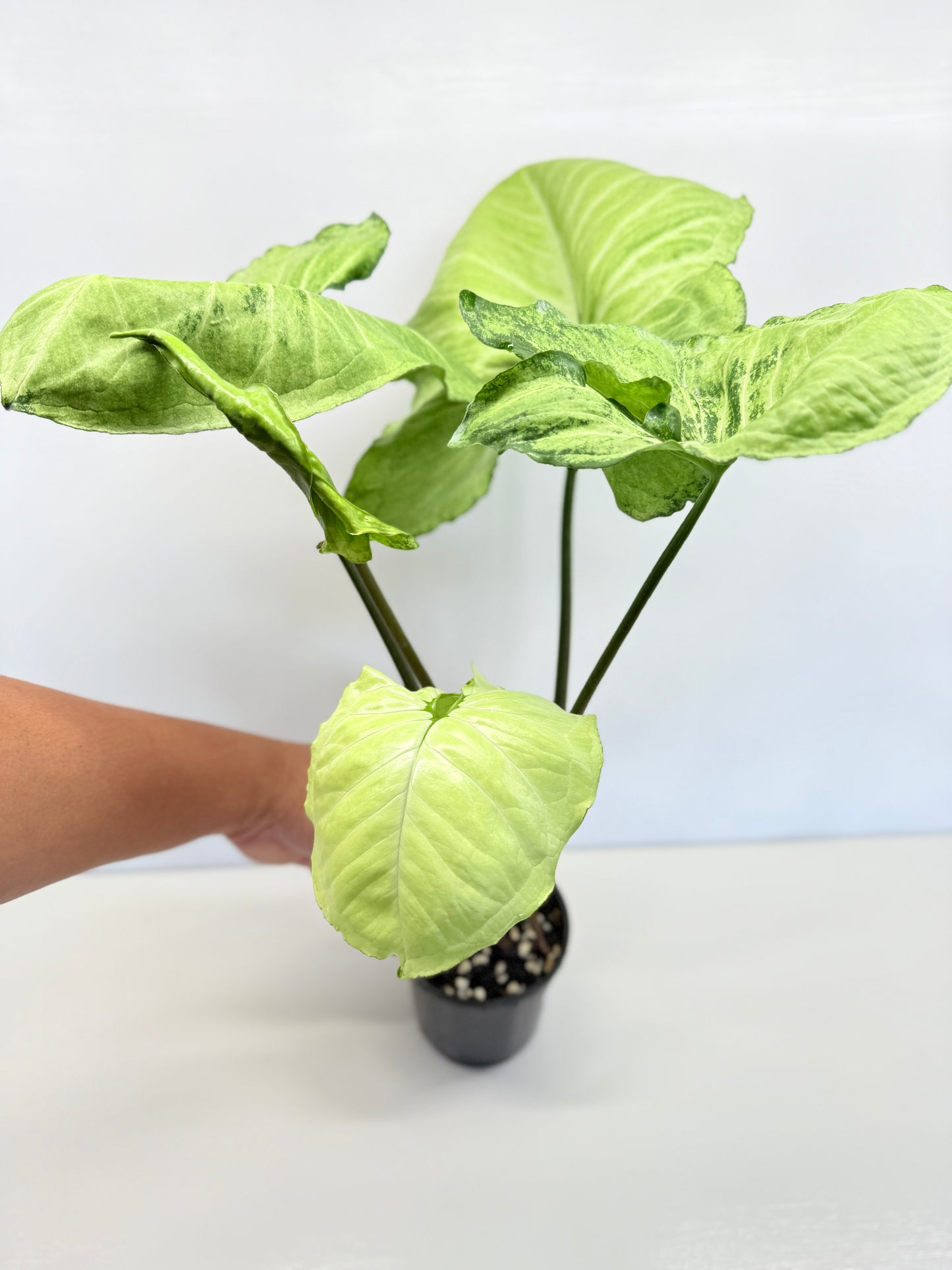 Syngonium - Large NOID A82