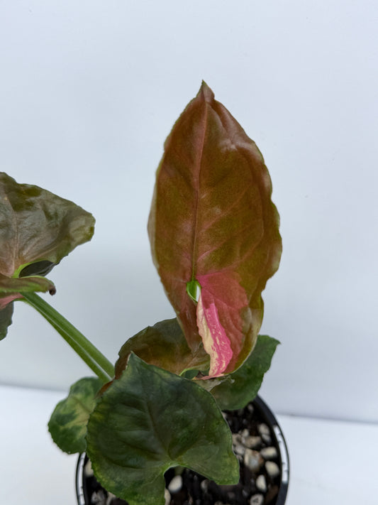 Syngonium Strawberry Ice S52