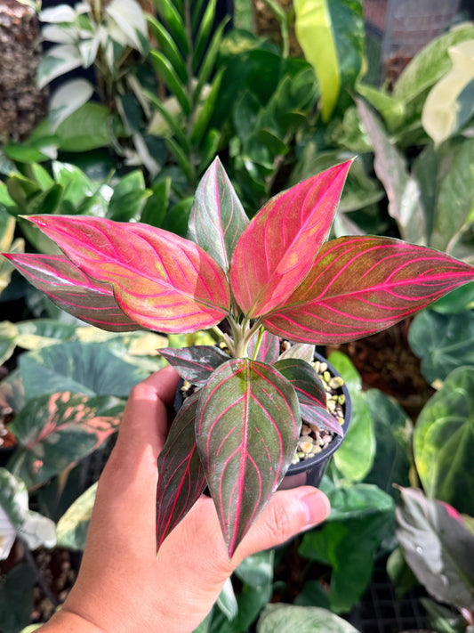 Aglaonema rotundum 'Red Vein' L78