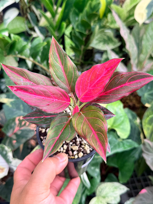 Aglaonema rotundum 'Red Vein' L79