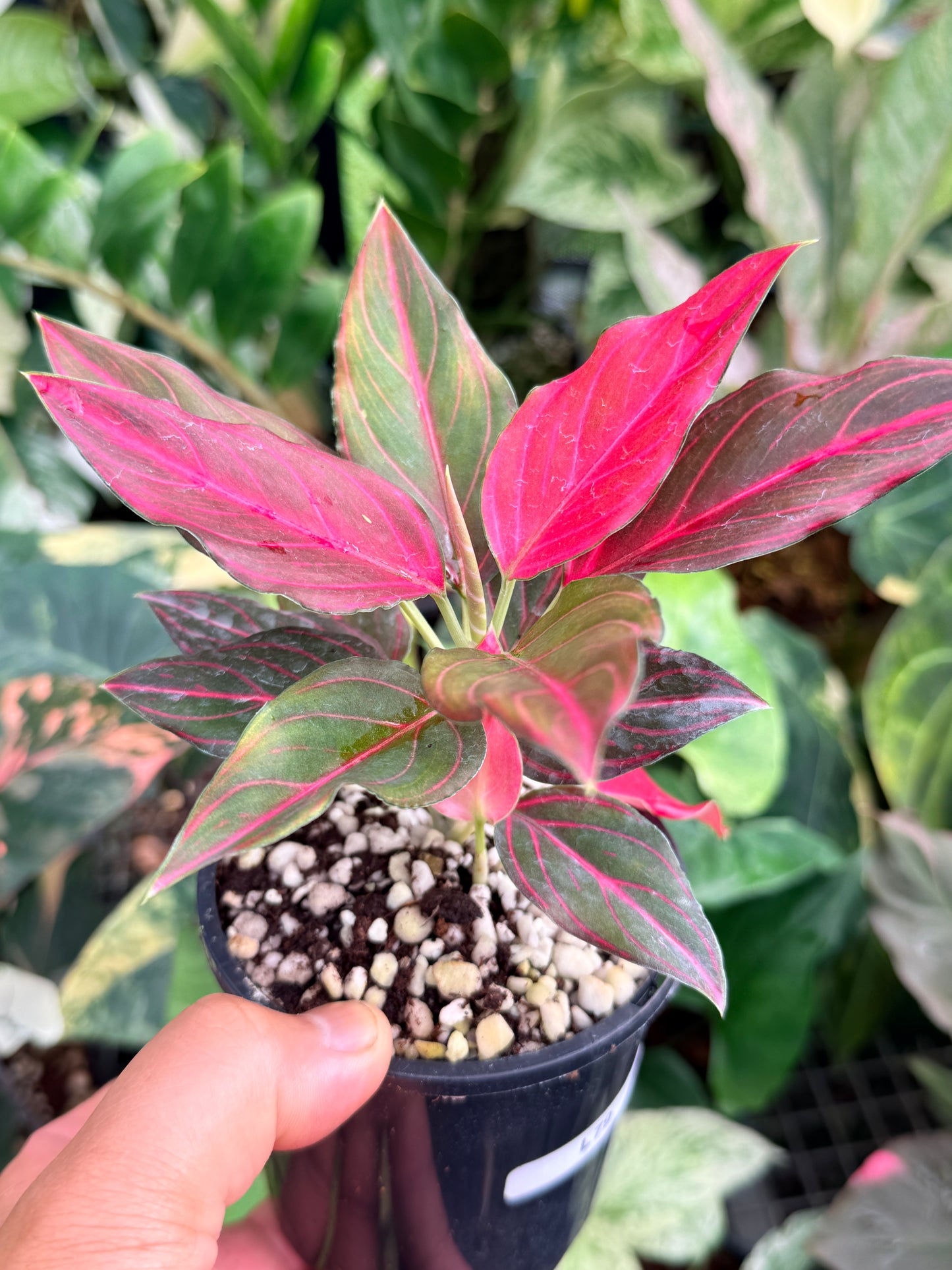Aglaonema rotundum 'Red Vein' L79