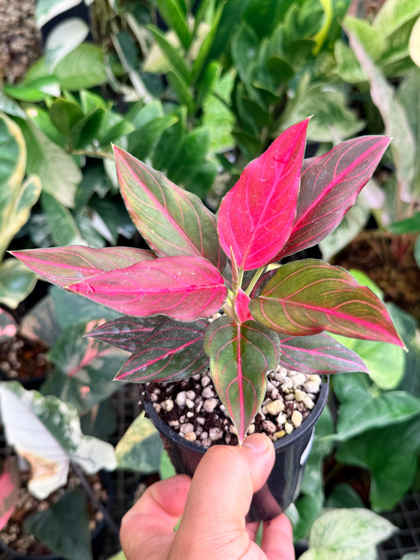 Aglaonema rotundum 'Red Vein' L79