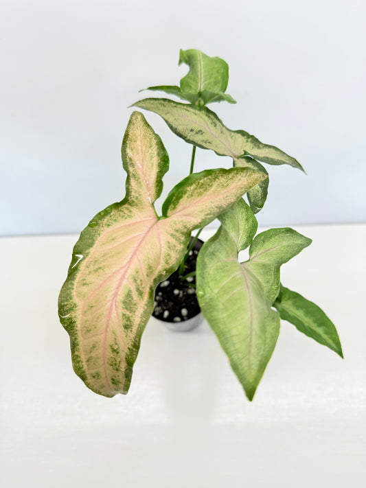 Syngonium Black Pink B3