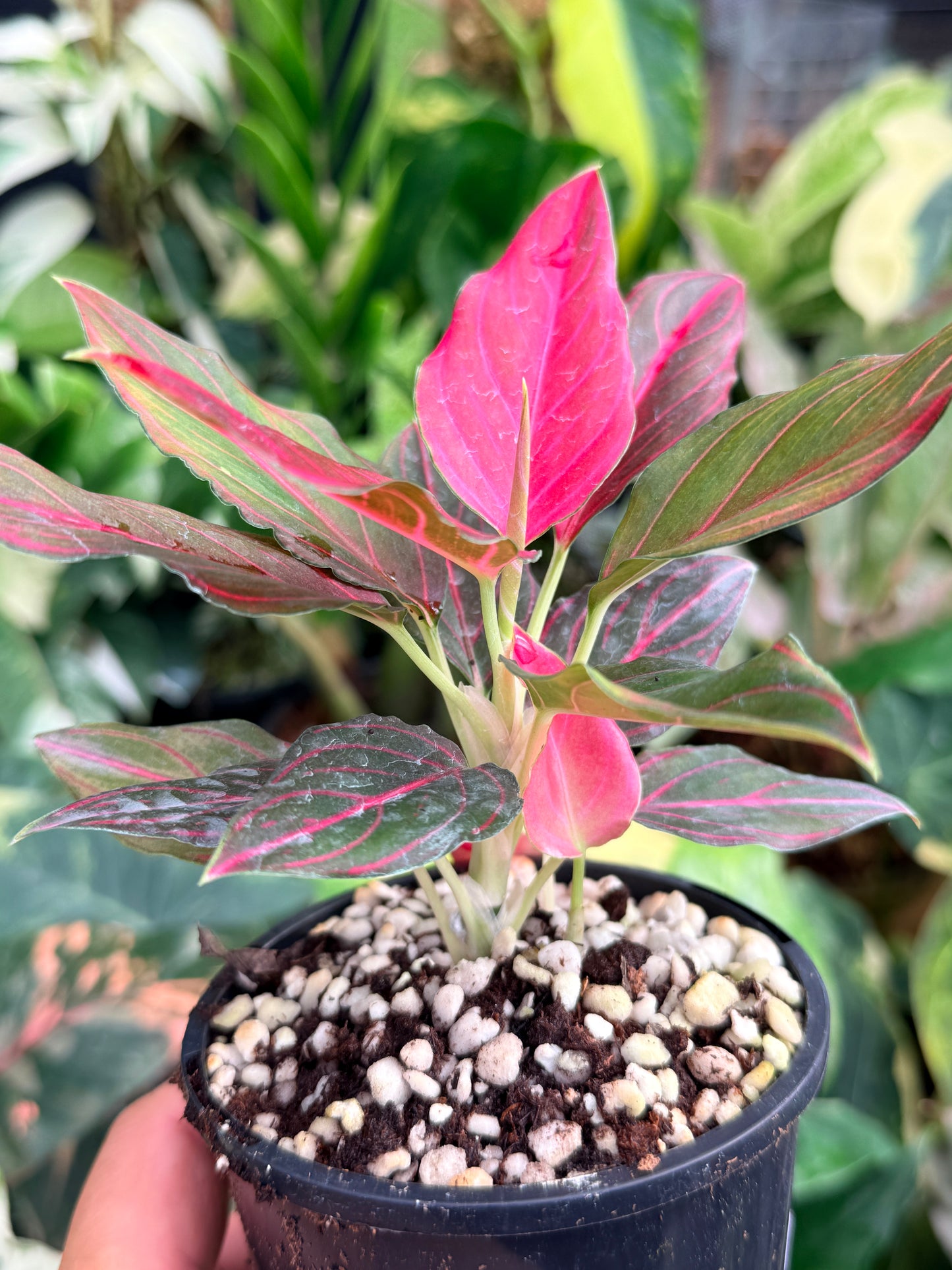 Aglaonema rotundum 'Red Vein' L79