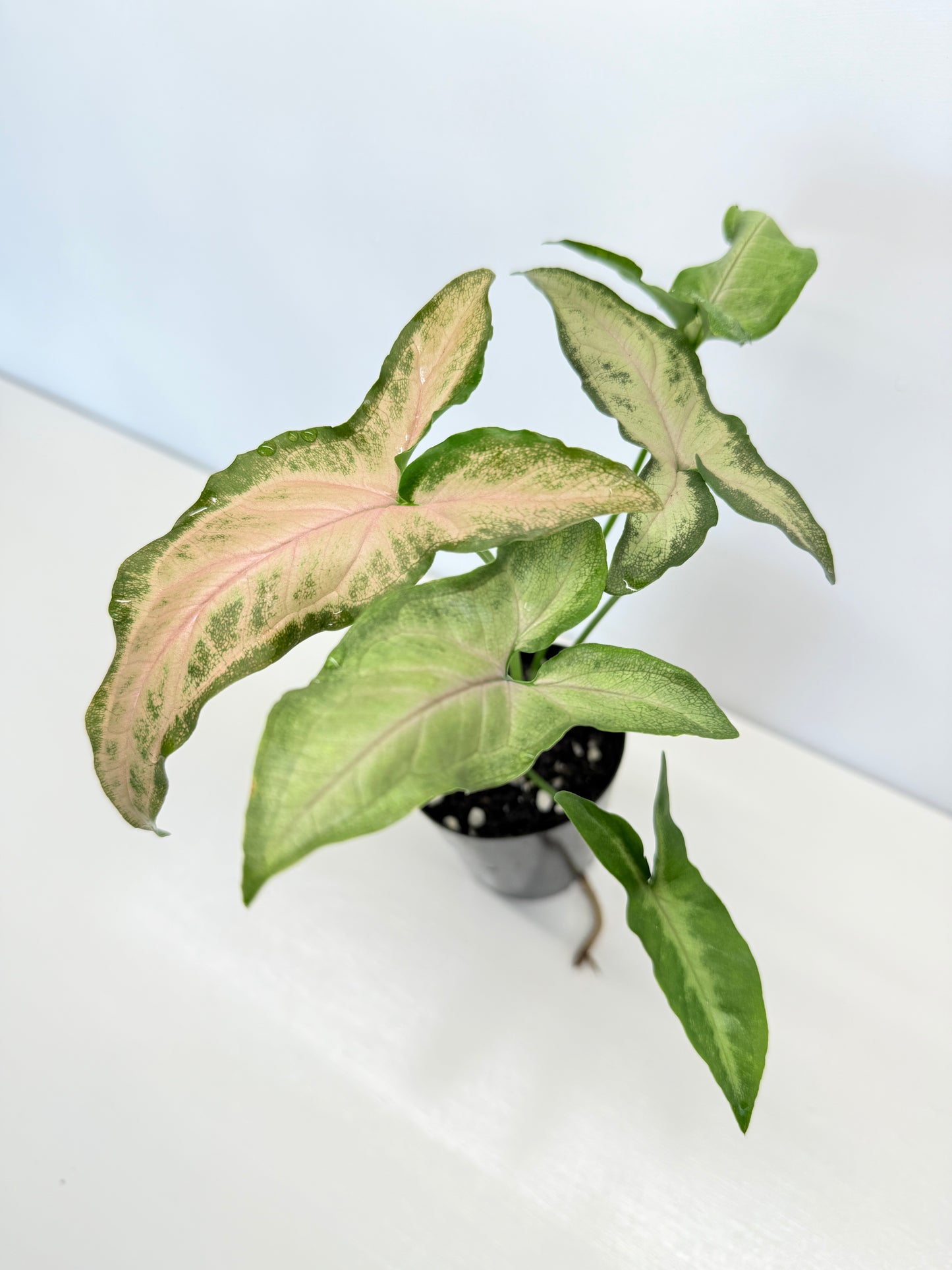 Syngonium Black Pink B3