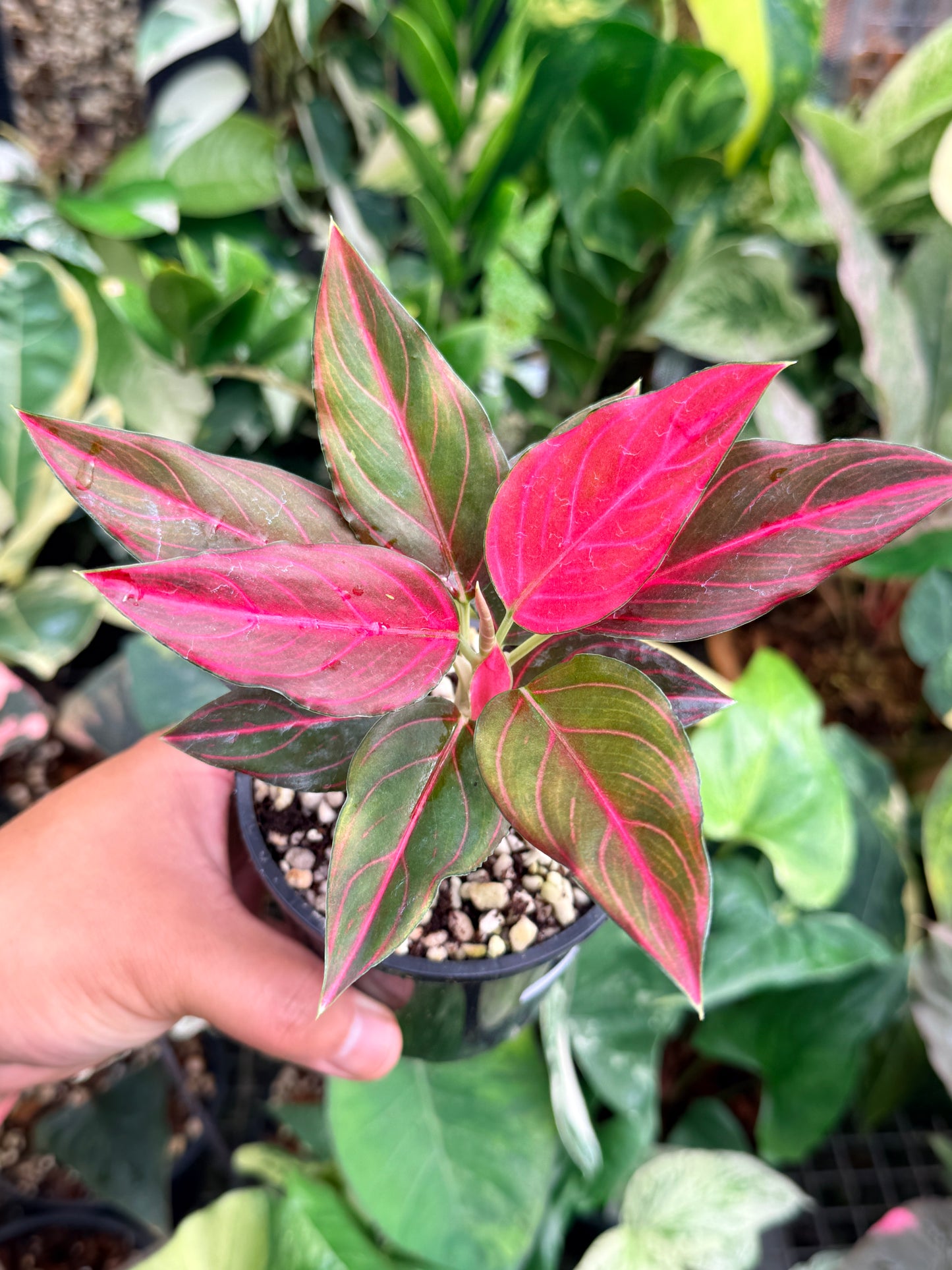 Aglaonema rotundum 'Red Vein' L79
