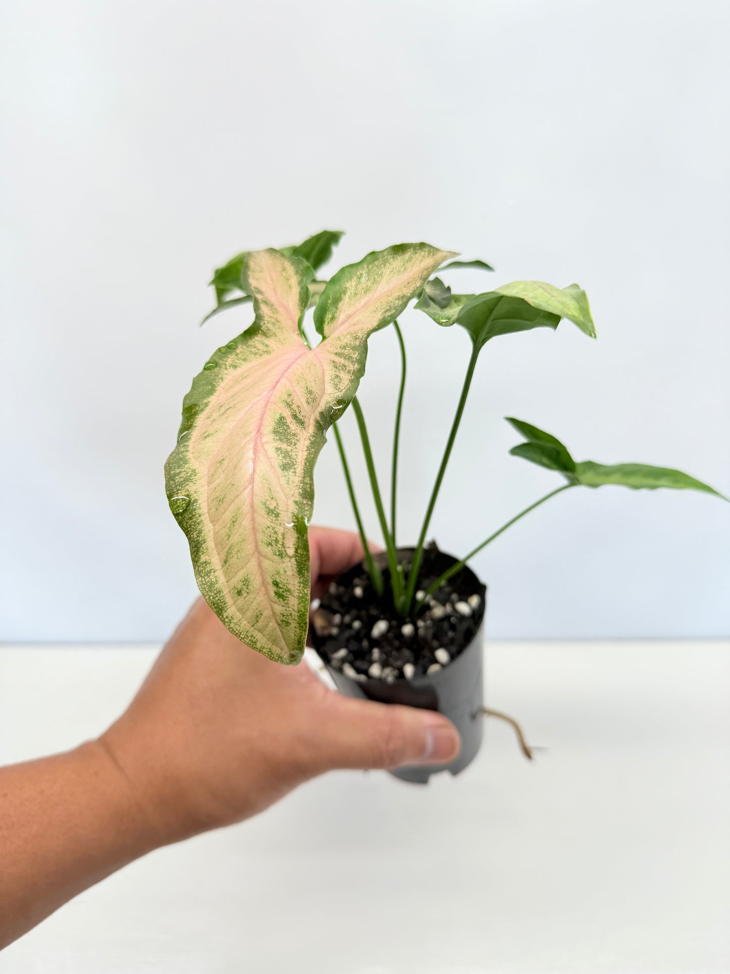 Syngonium Black Pink B3