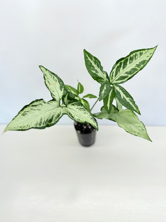 Syngonium Little Star A84