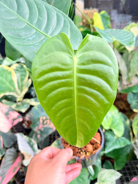 Anthurium 'Veitchii' L82