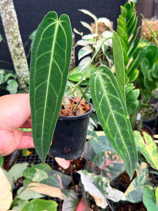 Anthurium 'Warocqueanum' L84