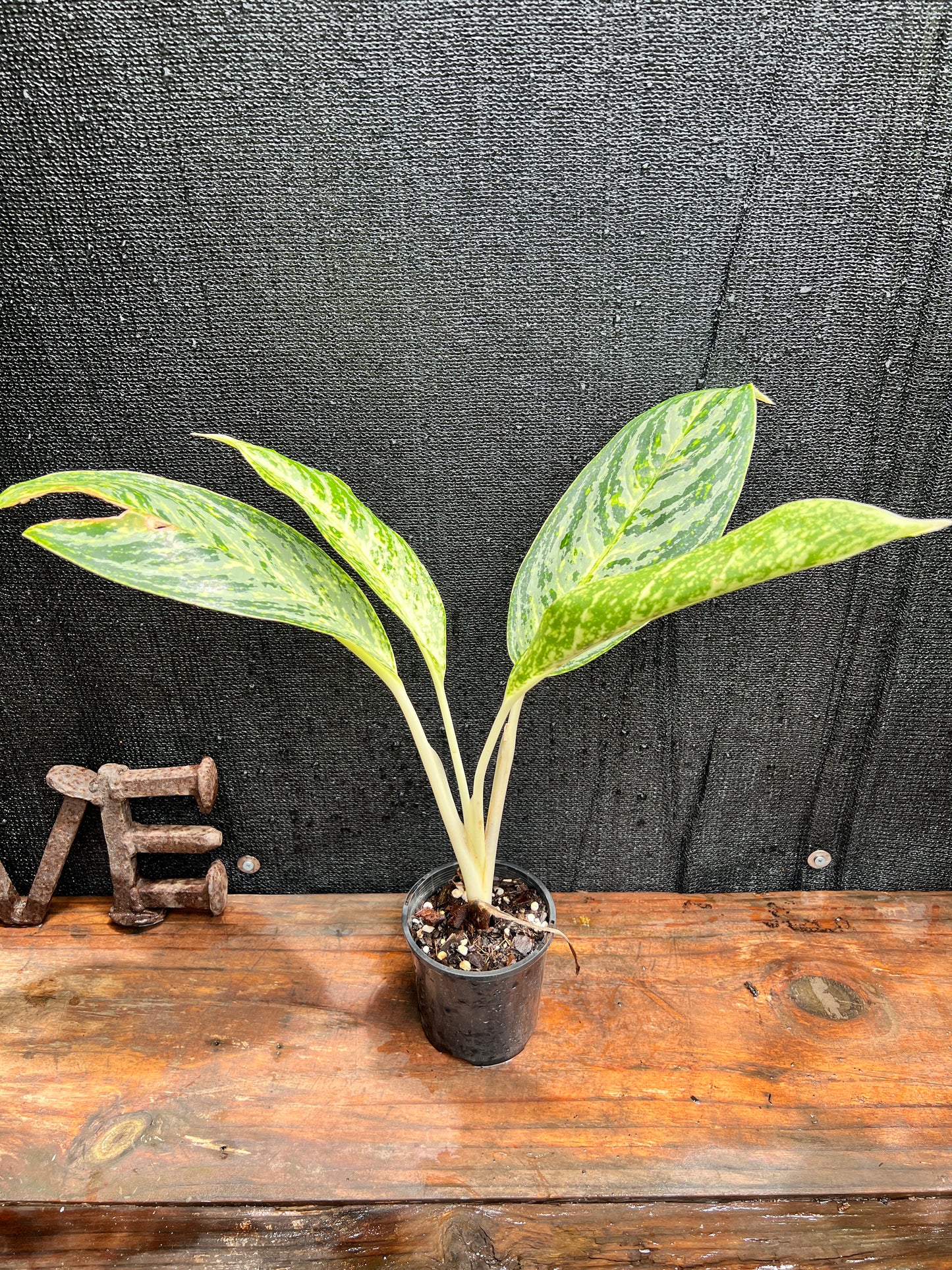 Aglaonema 'Brilliant Beauty' L2