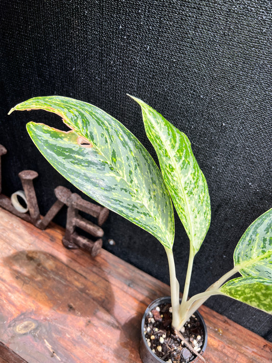 Aglaonema 'Brilliant Beauty' L2