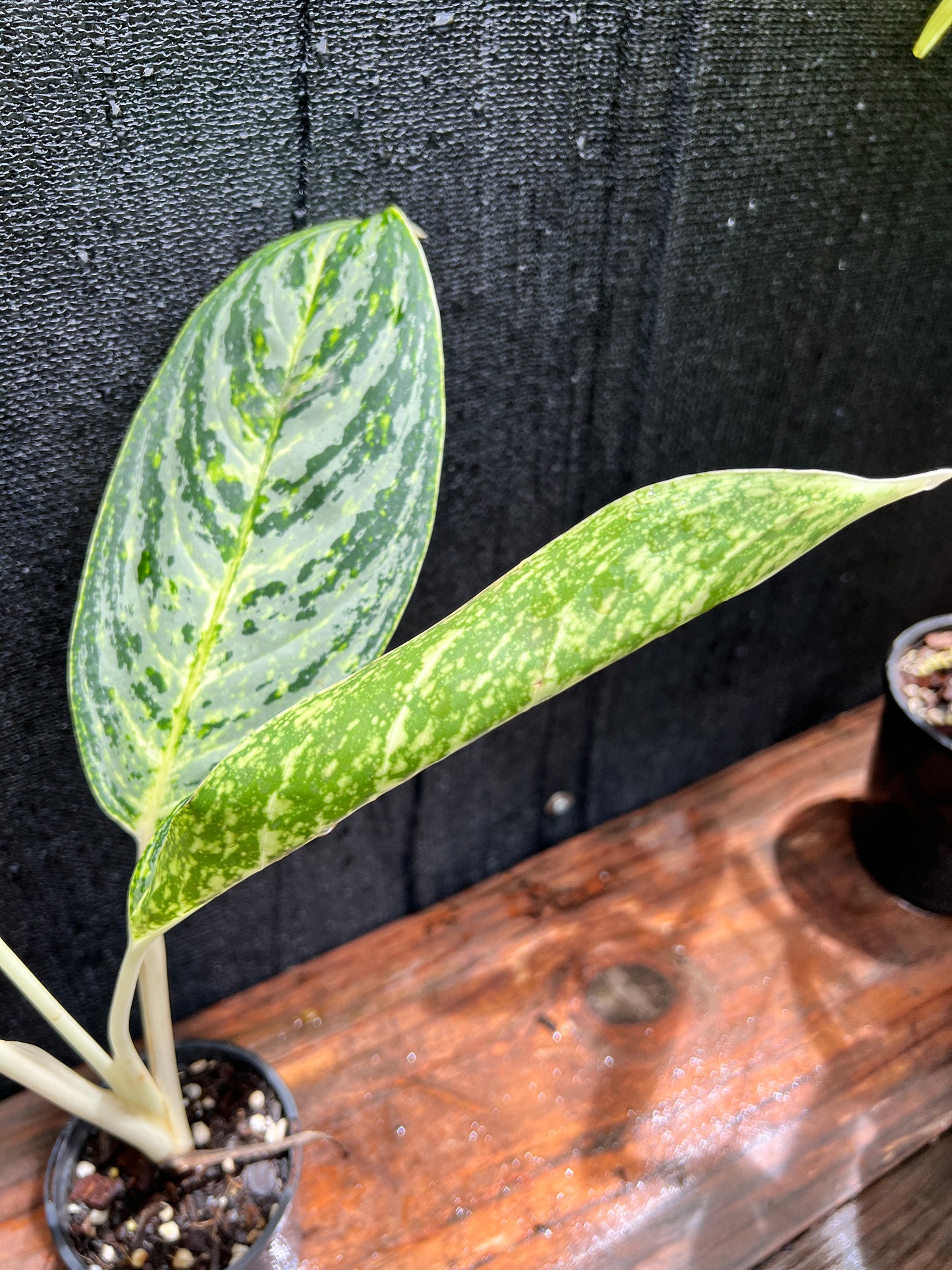 Aglaonema 'Brilliant Beauty' L2