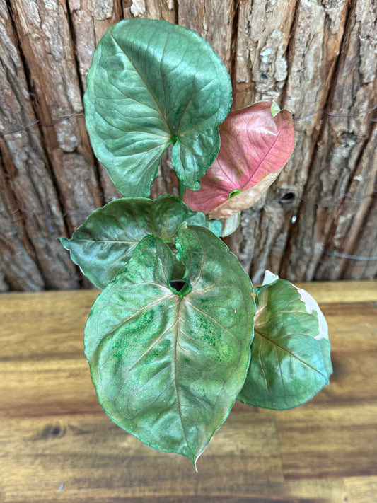 Syngonium Strawberry Ice L38