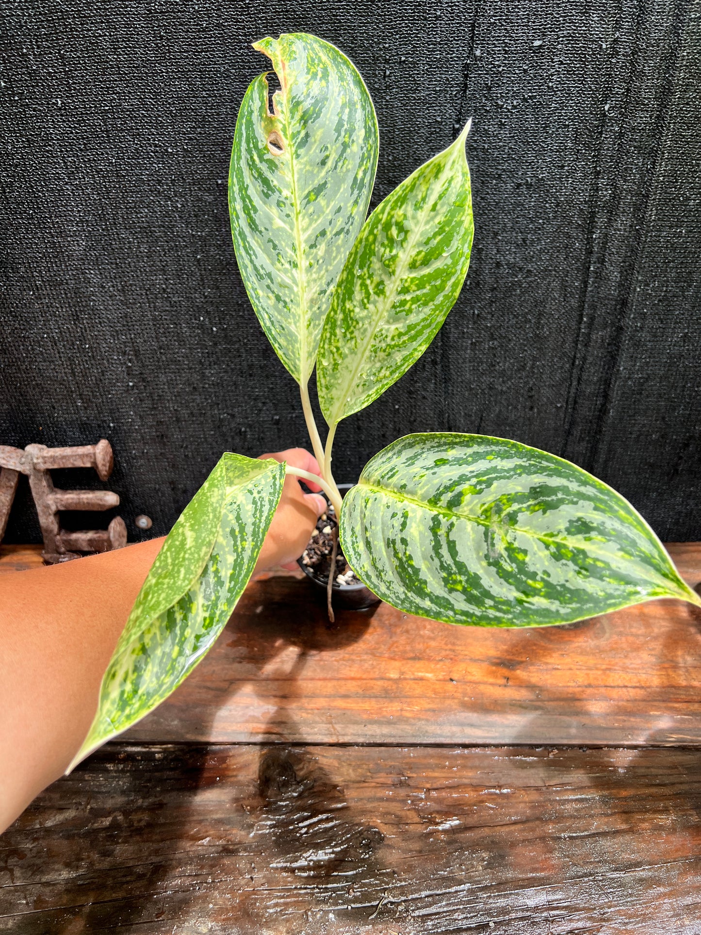 Aglaonema 'Brilliant Beauty' L2