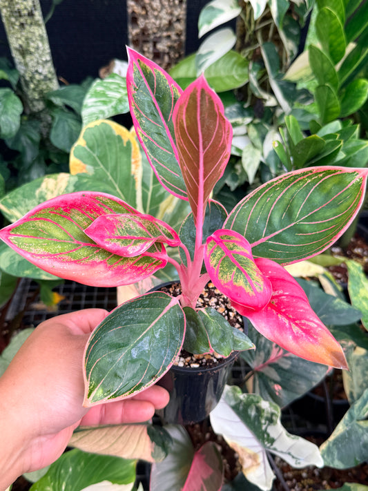 Aglaonema 'Lipstick Kanza' L81