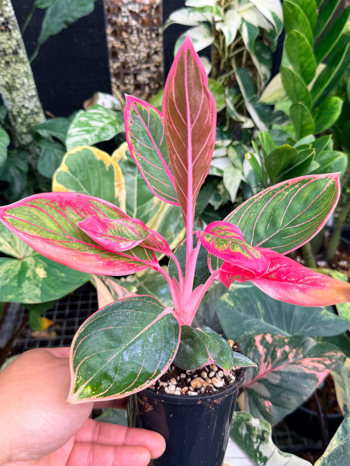 Aglaonema 'Lipstick Kanza' L81