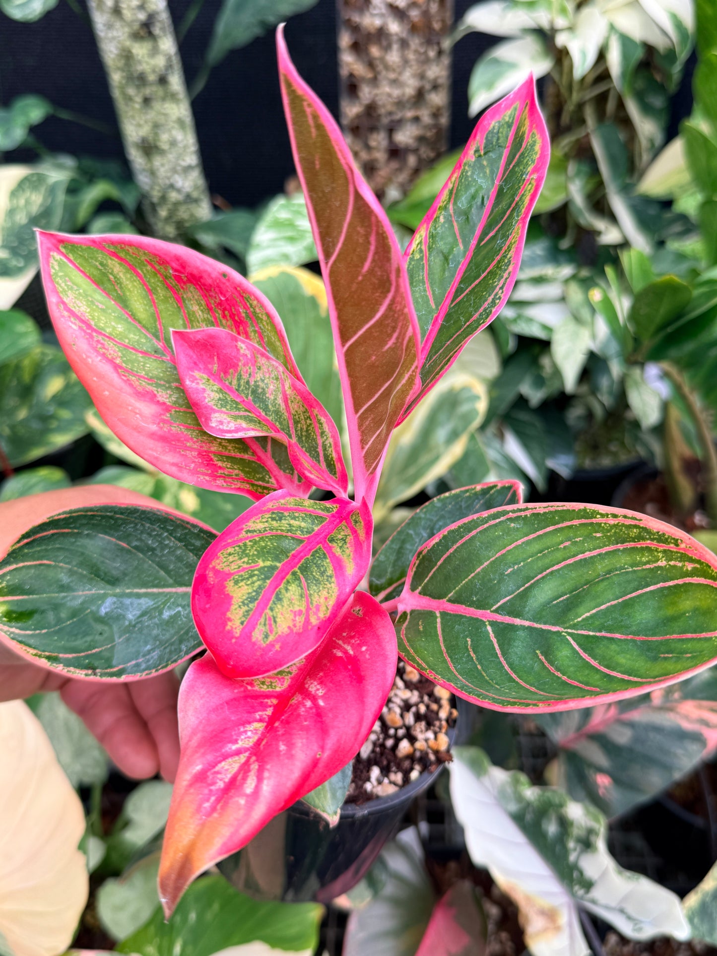Aglaonema 'Lipstick Kanza' L81