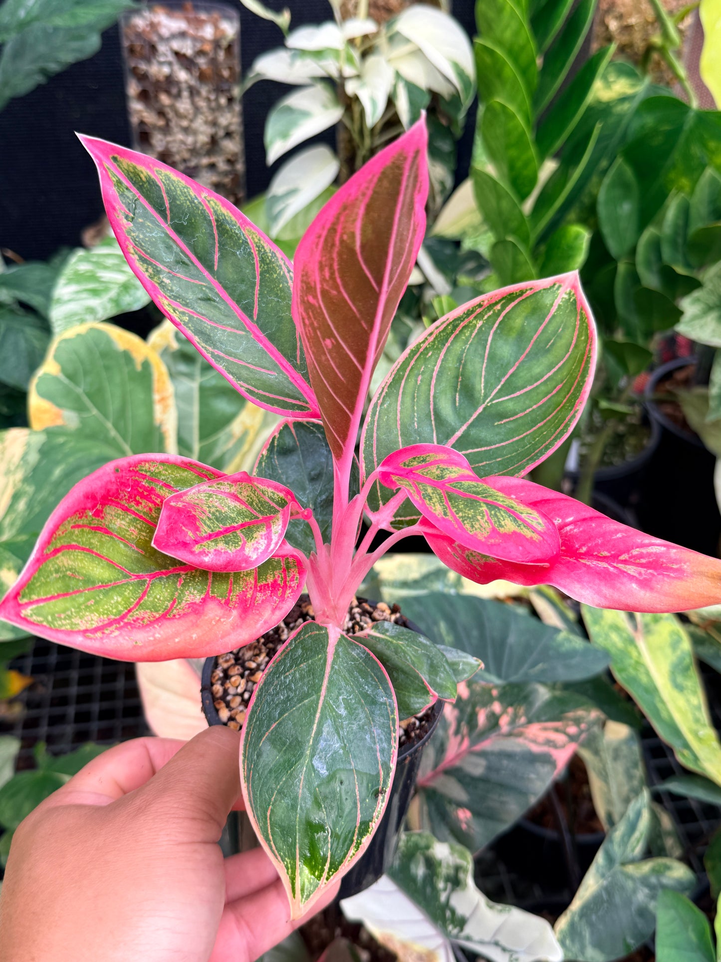 Aglaonema 'Lipstick Kanza' L81