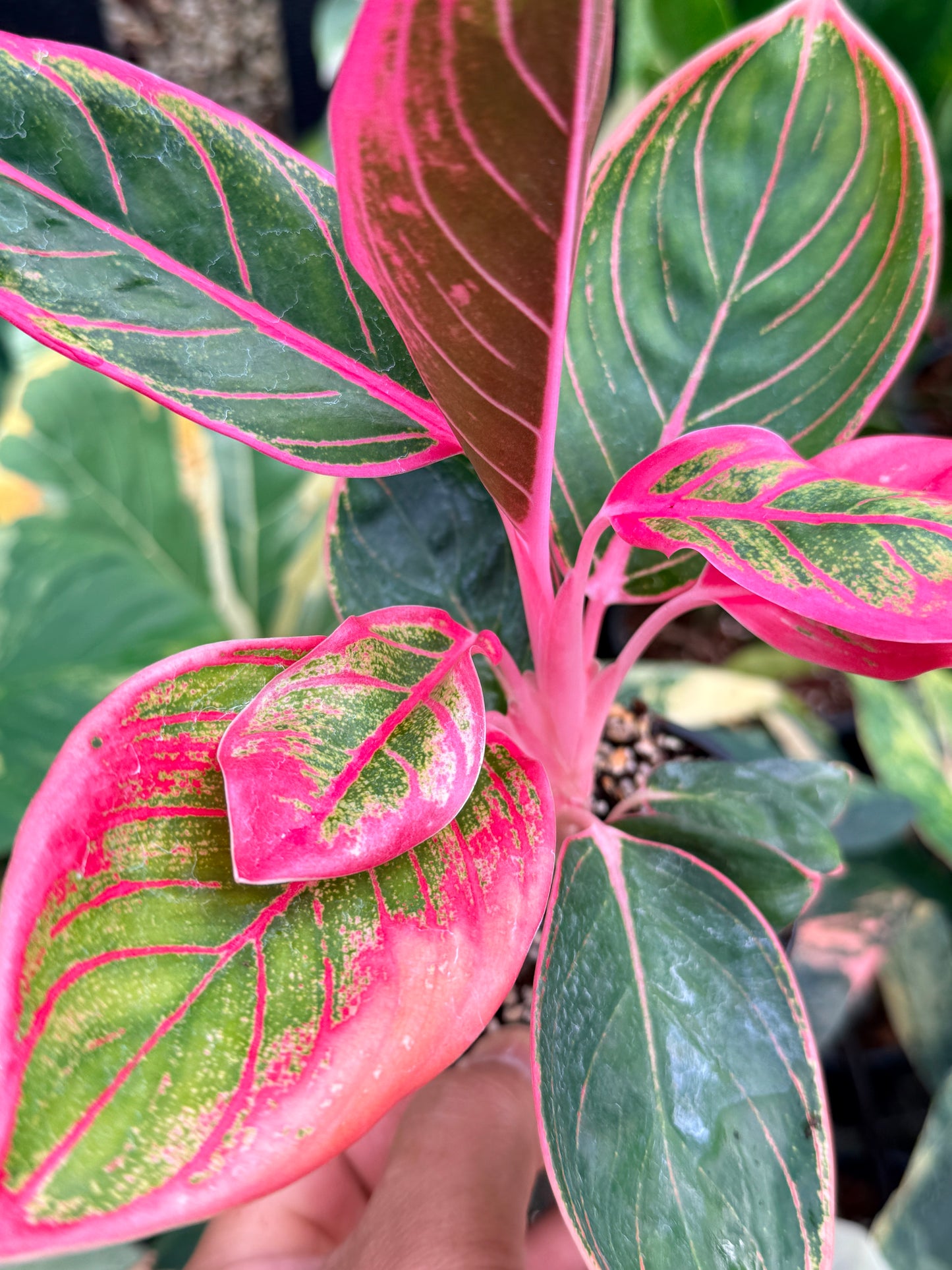 Aglaonema 'Lipstick Kanza' L81