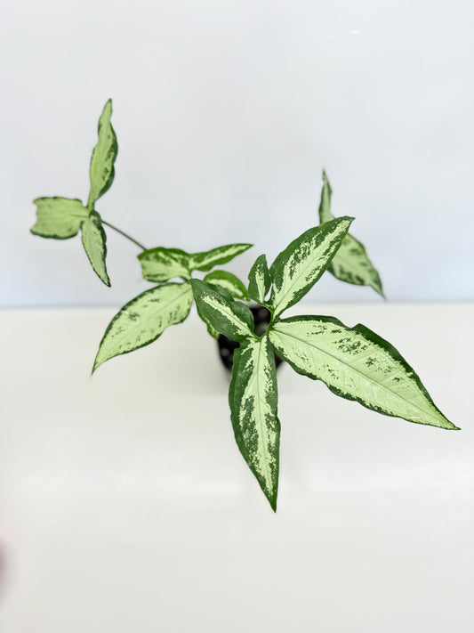 Syngonium 'Little Star' B2