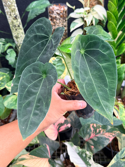 Anthurium 'Forgetii' Hybrid L83