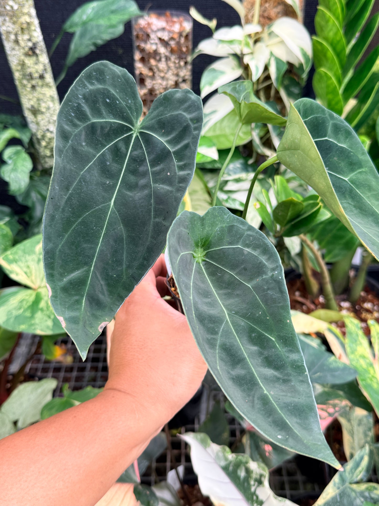 Anthurium 'Forgetii' Hybrid L83