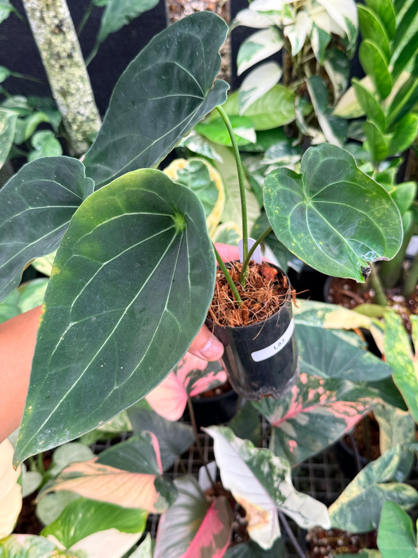 Anthurium 'Forgetii' Hybrid L83