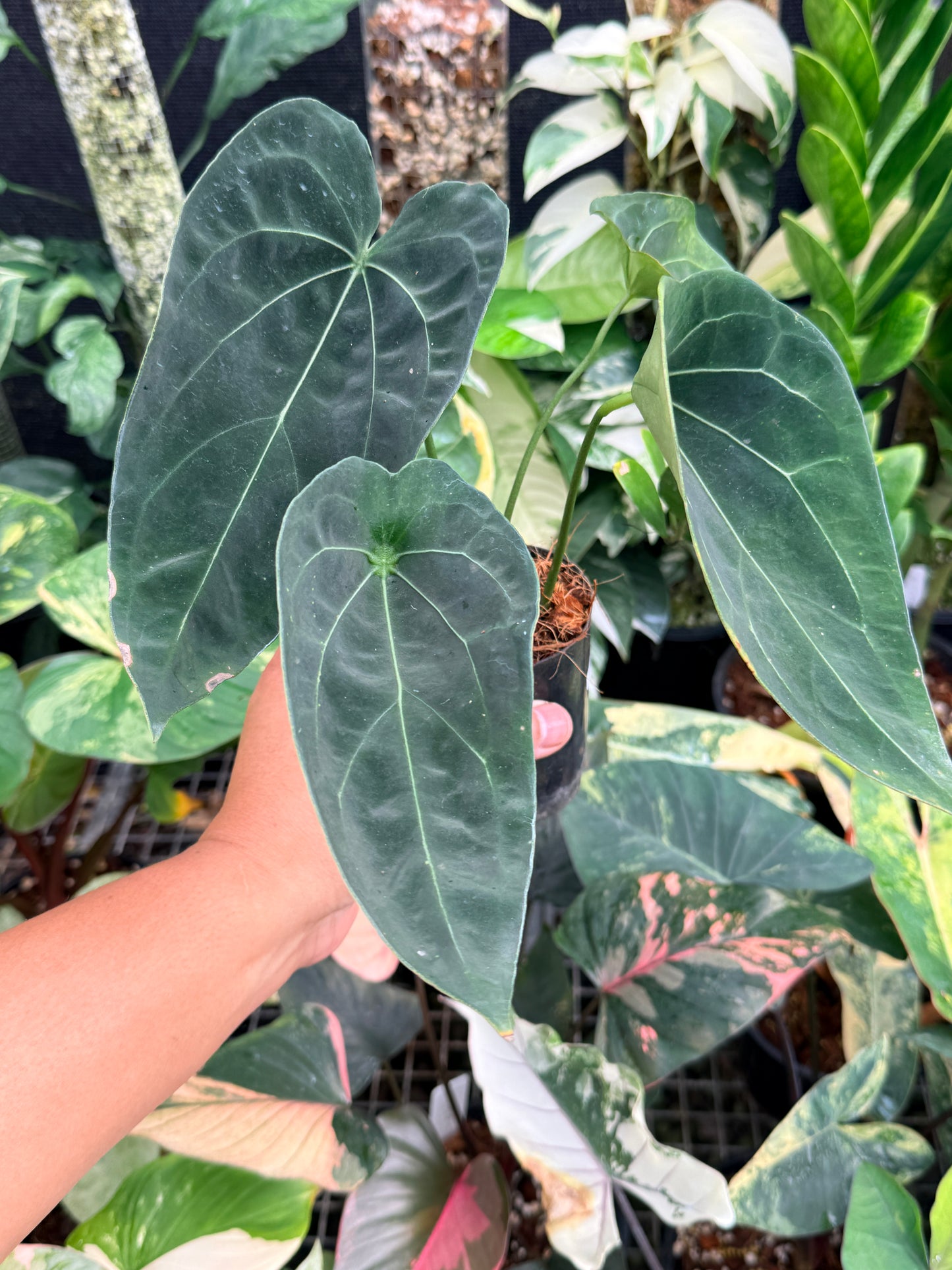 Anthurium 'Forgetii' Hybrid L83