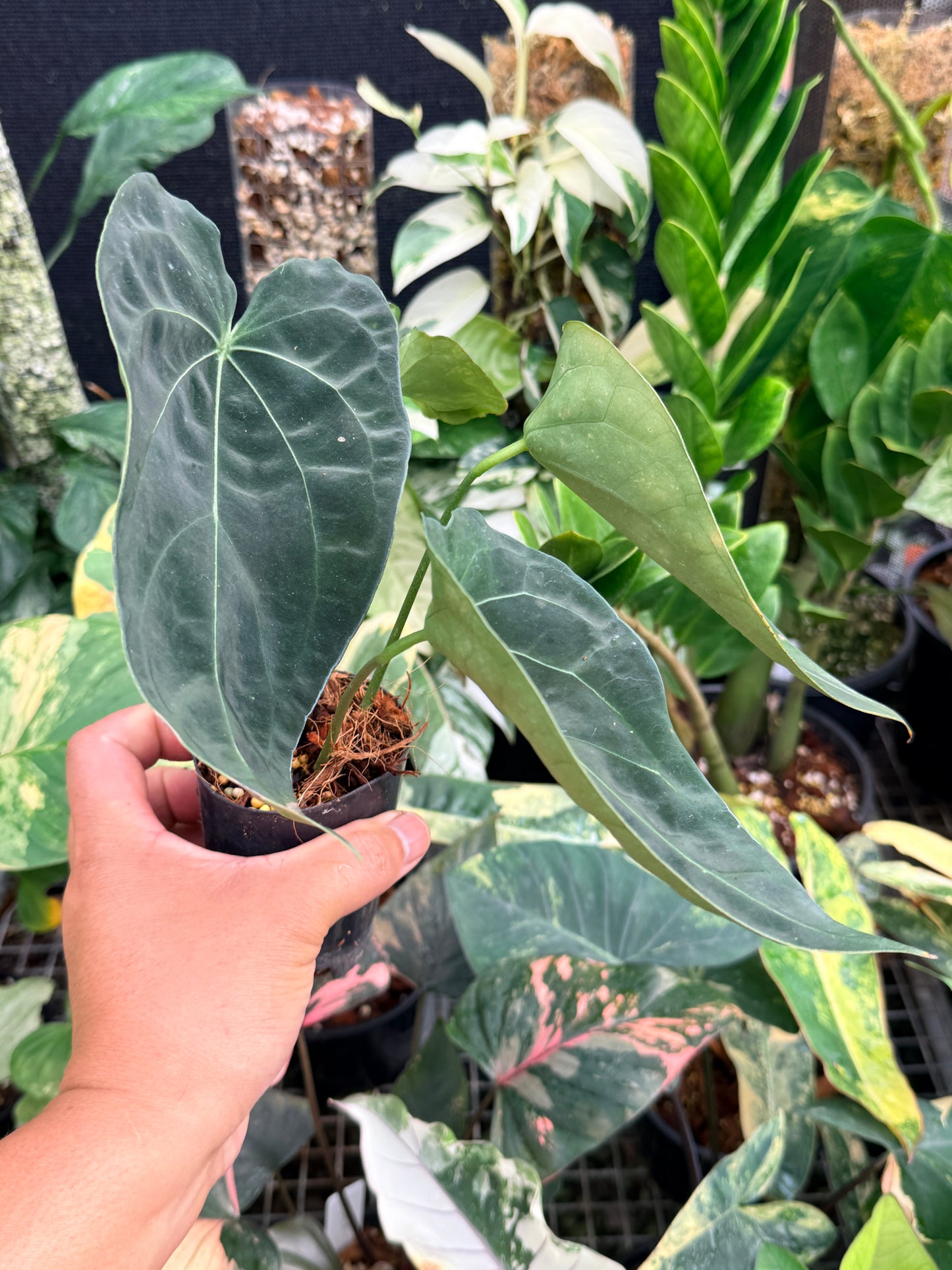 Anthurium 'Forgetii' Hybrid L83
