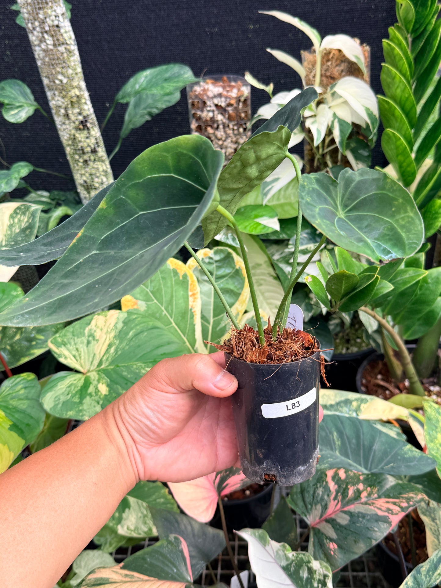 Anthurium 'Forgetii' Hybrid L83