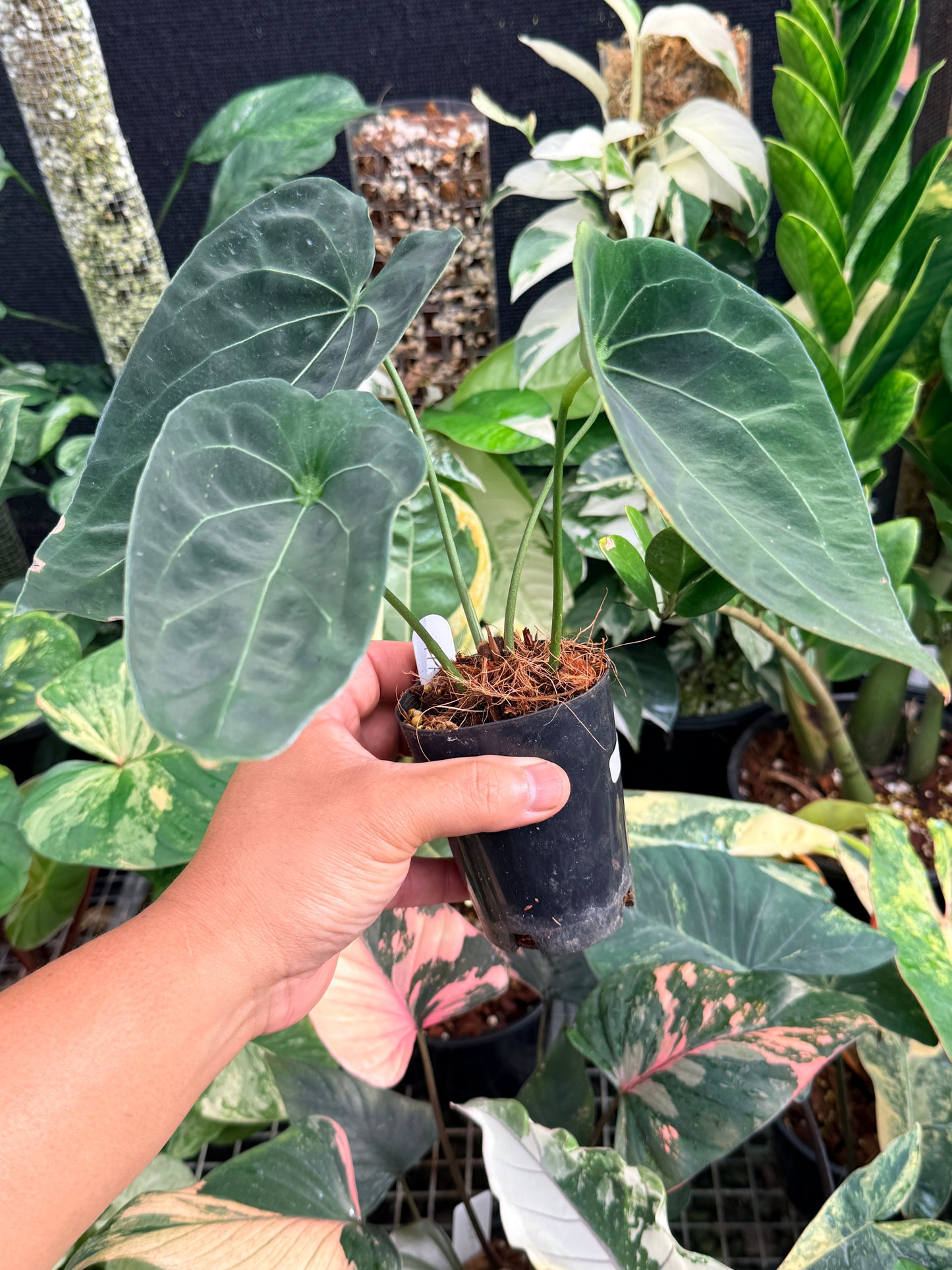 Anthurium 'Forgetii' Hybrid L83