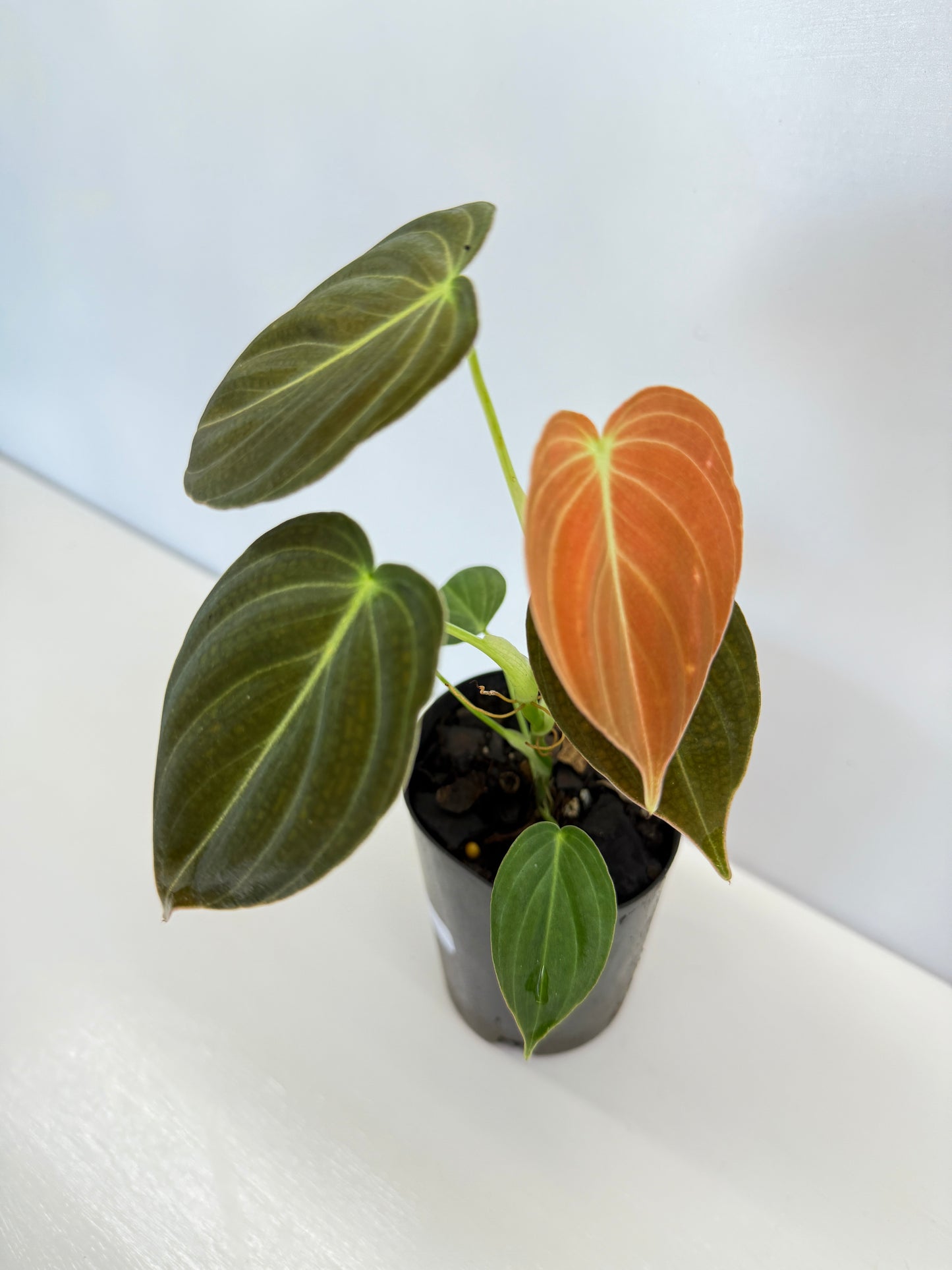 Philodendron 'Melanochrysum' - Best Pick of the Crop!