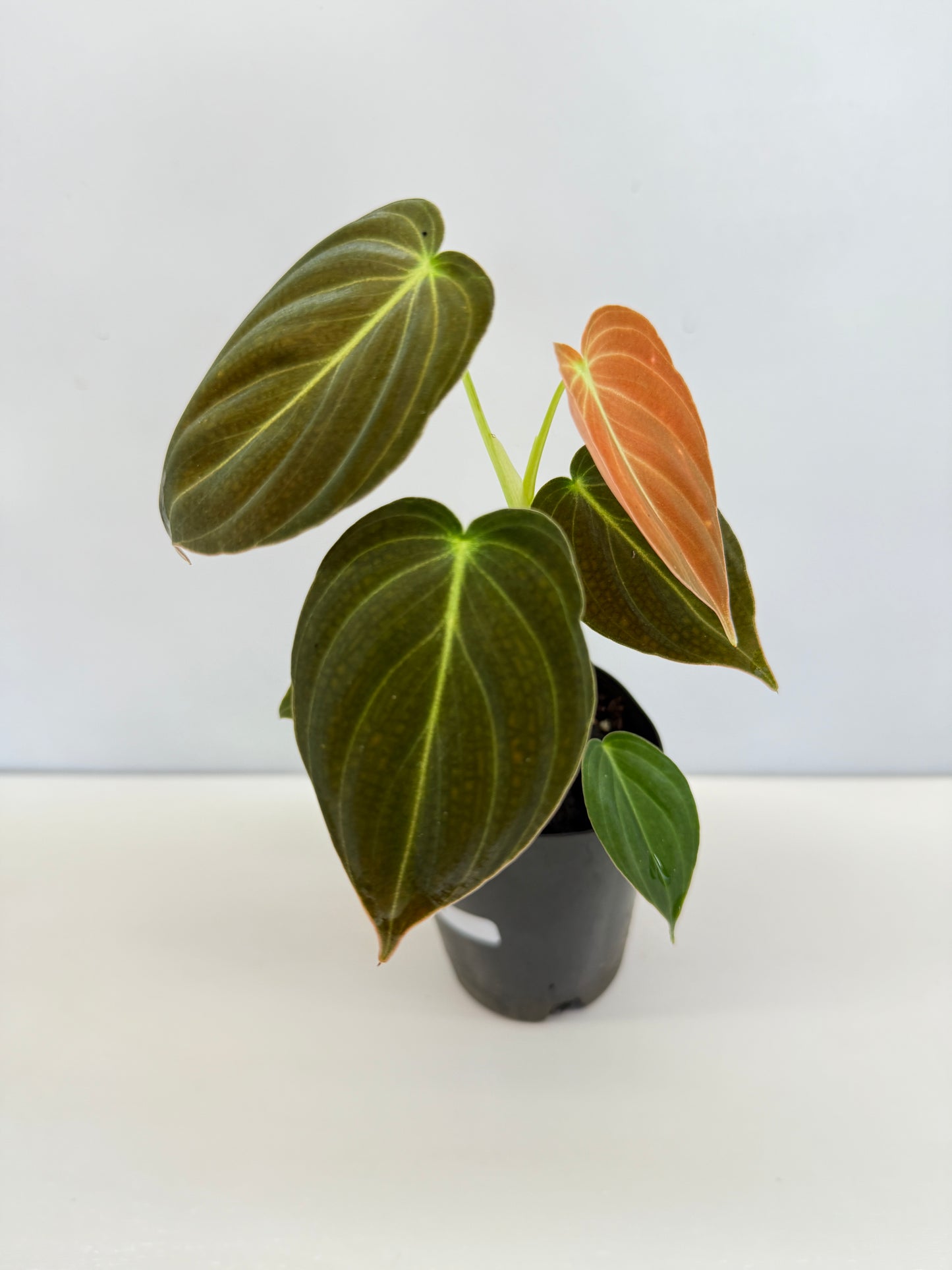 Philodendron 'Melanochrysum' - Best Pick of the Crop!