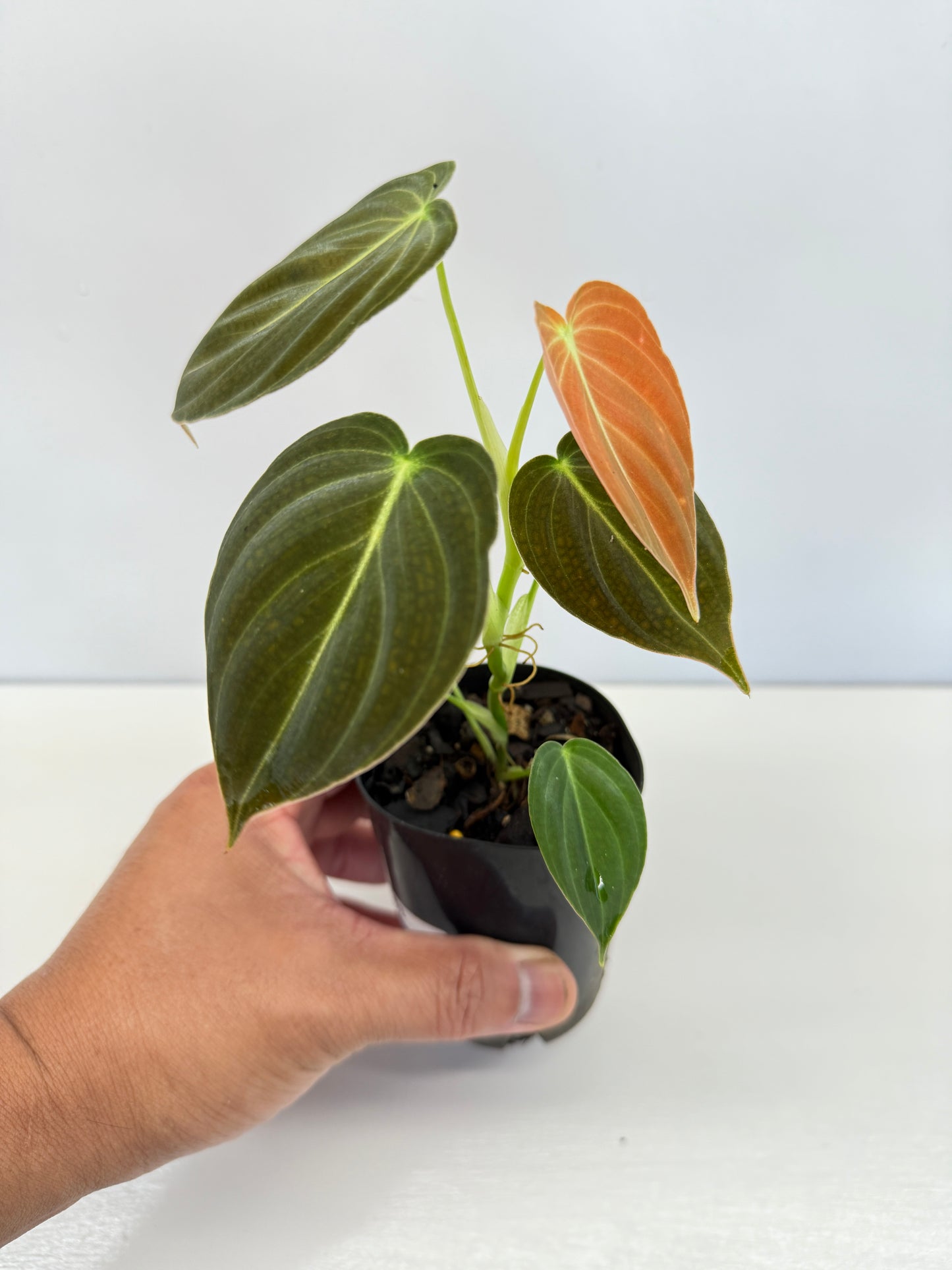 Philodendron 'Melanochrysum' - Best Pick of the Crop!