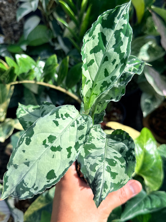 Aglaonema 'Pictum Tricolor' Hybrid M5