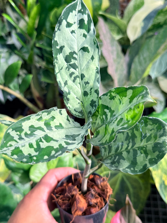 Aglaonema 'Pictum Tricolor' Hybrid M6