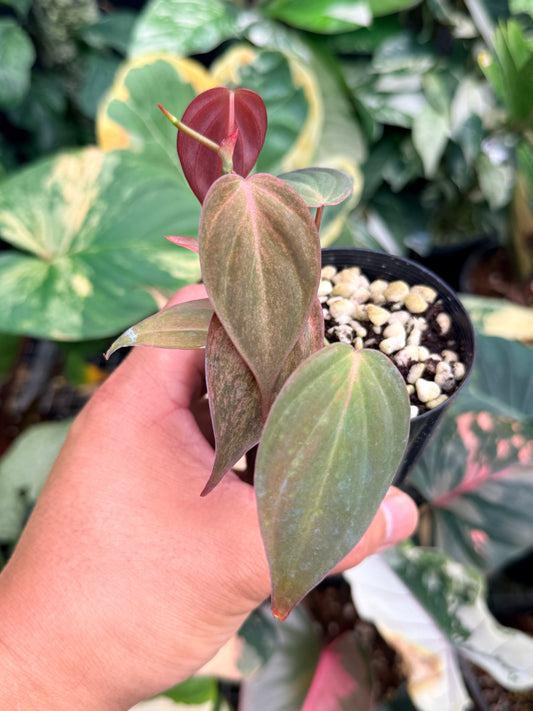 Philodendron Mican 'Pink Mint Variegation' M7