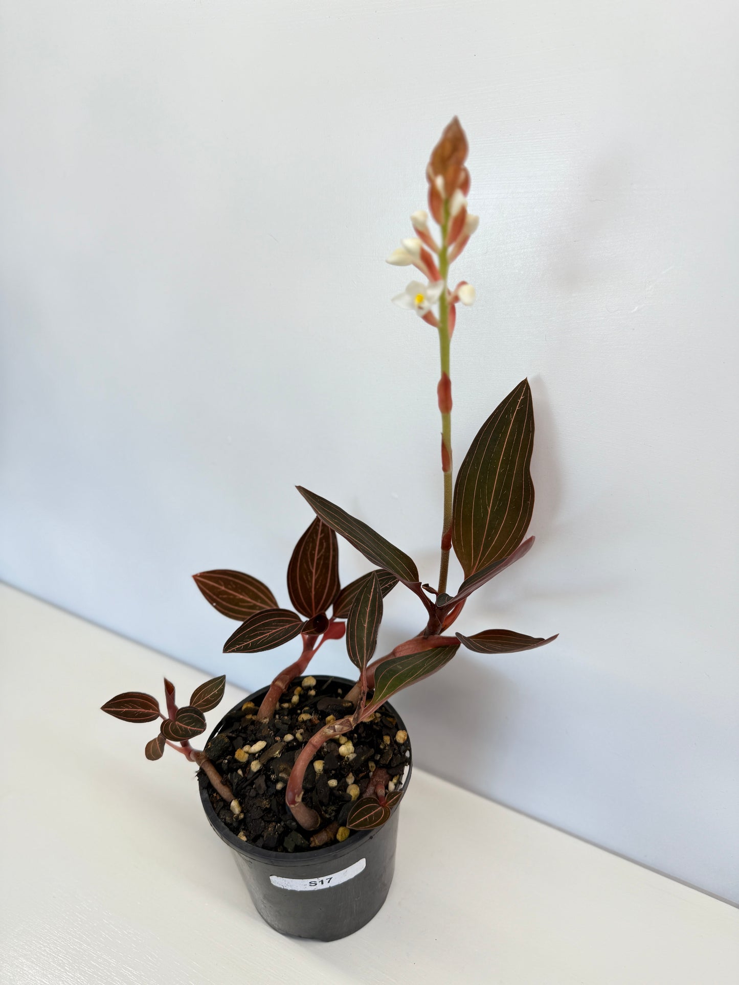 Ludisia discolor 'Jewel Orchid' - Best Pick of the Crop!