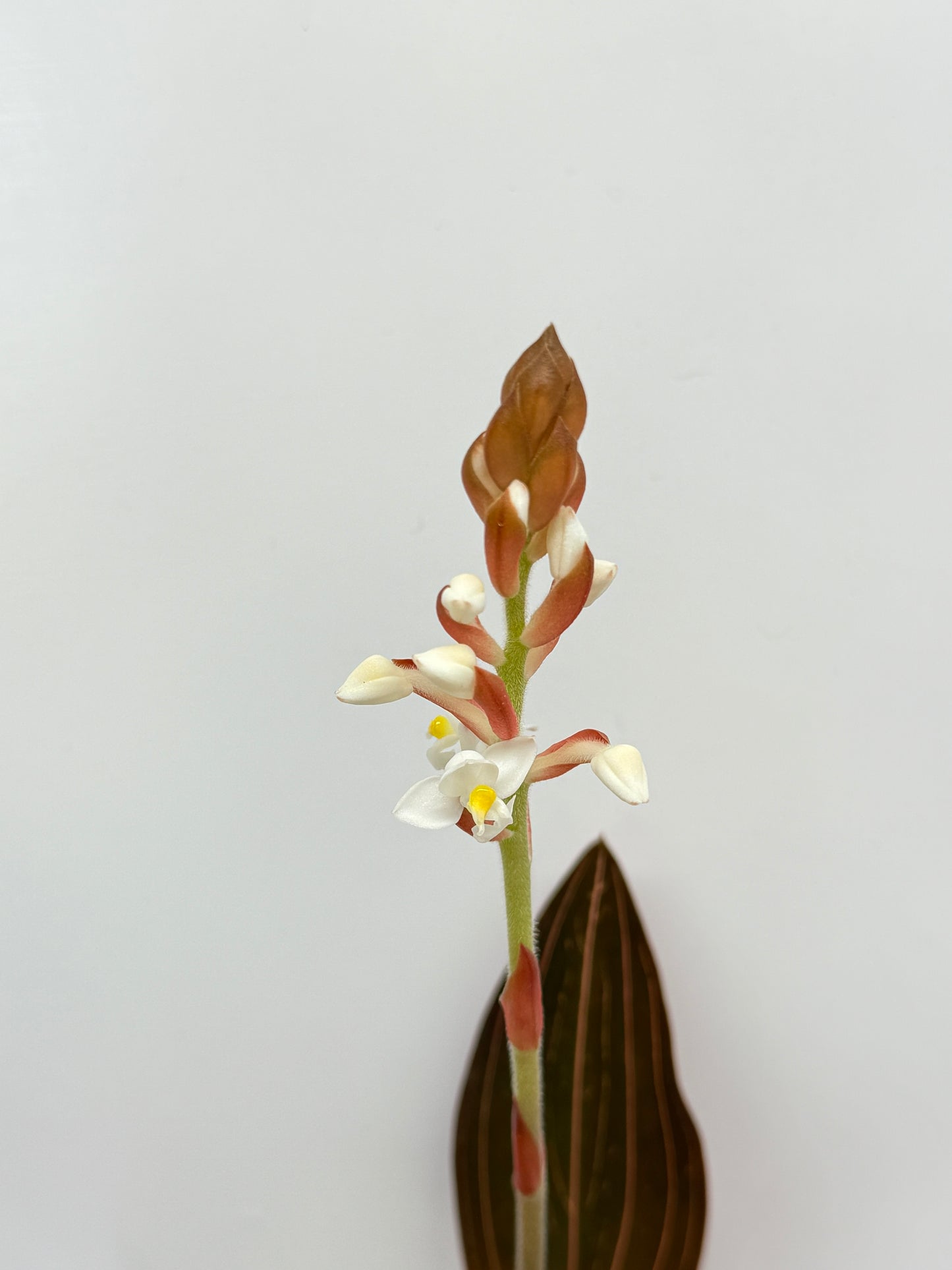 Ludisia discolor 'Jewel Orchid' - Best Pick of the Crop!