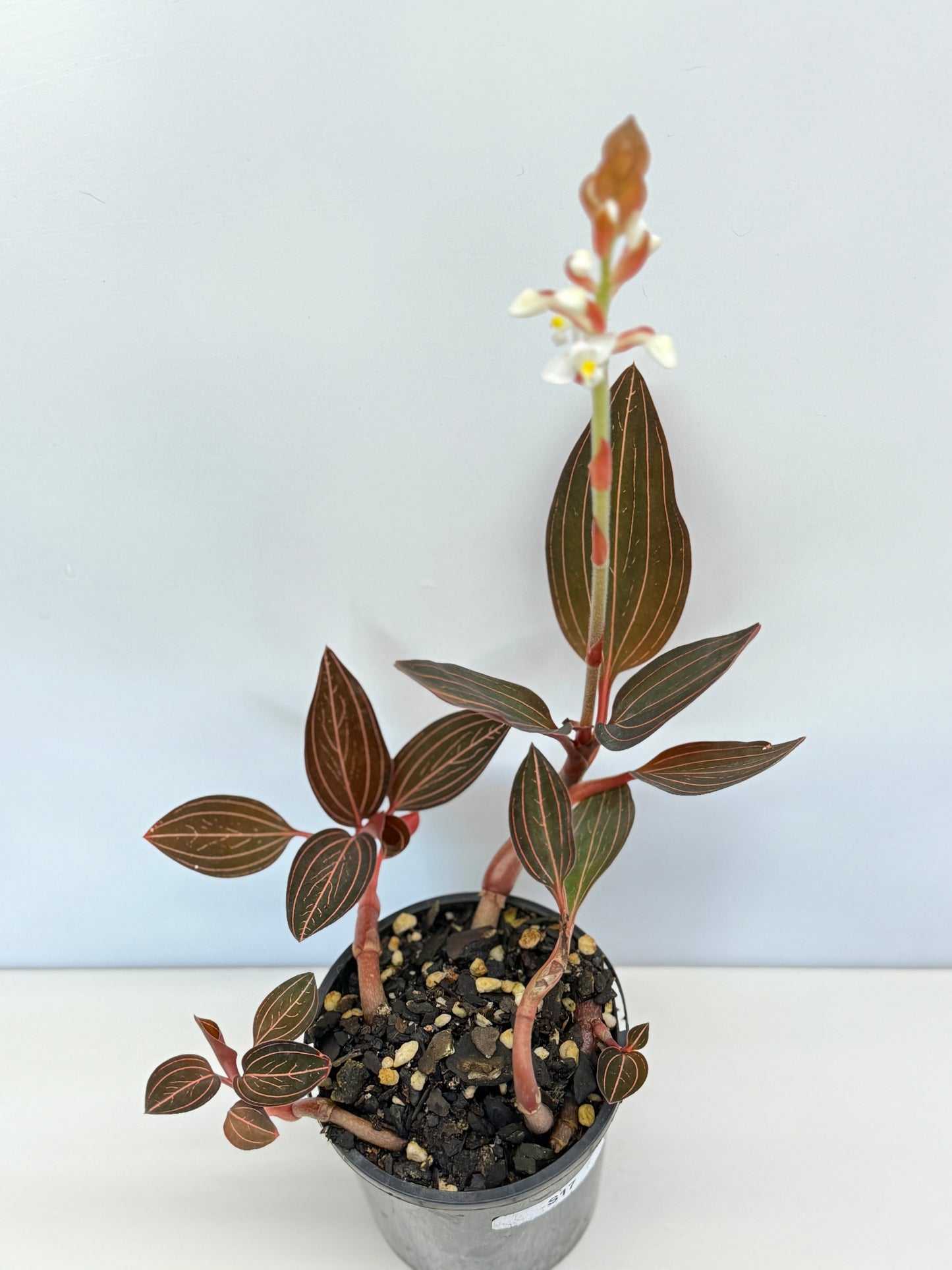 Ludisia discolor 'Jewel Orchid' - Best Pick of the Crop!