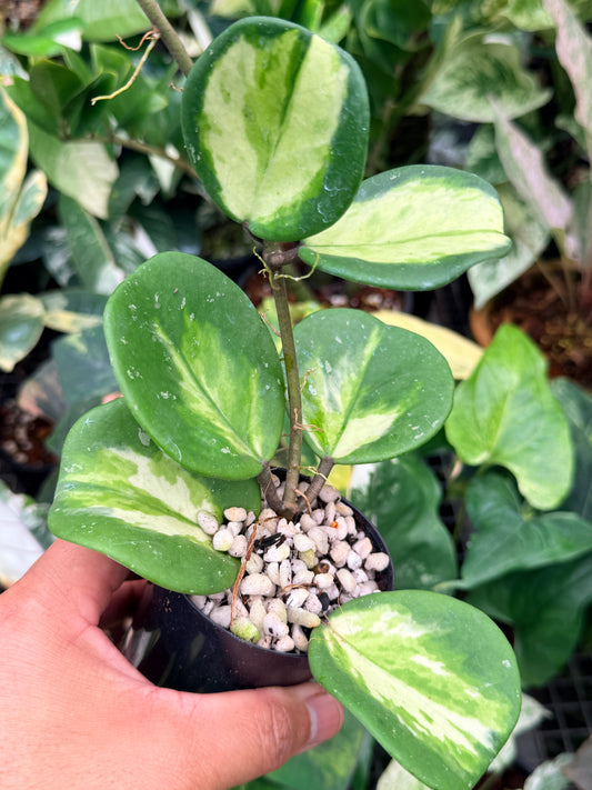 Hoya Obovata Variegata M10