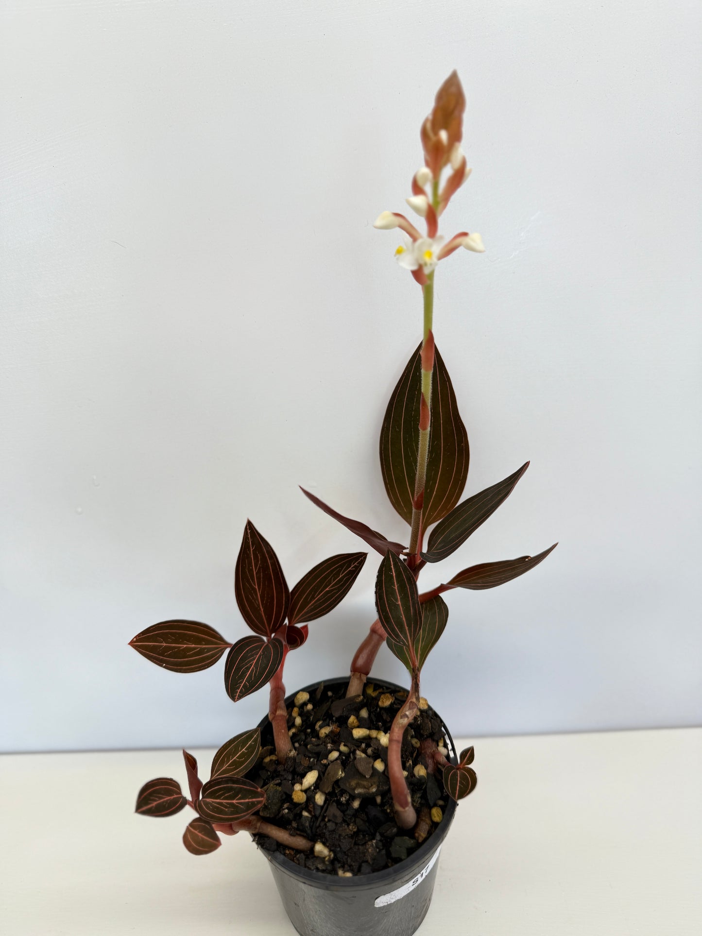 Ludisia discolor 'Jewel Orchid' - Best Pick of the Crop!