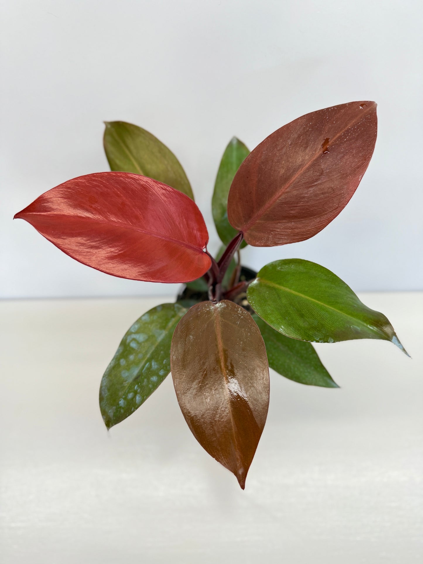 Philodendron 'Blood Luna' - Best Pick of the Crop!