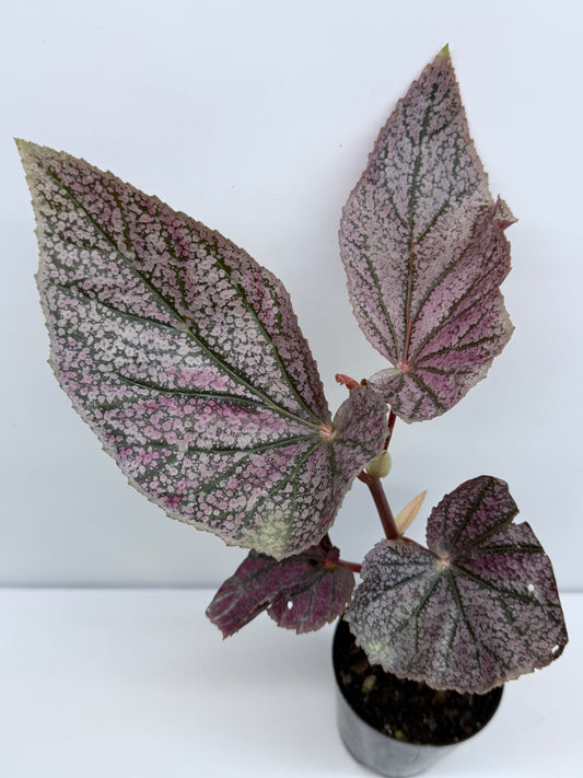 Begonia - Maurice Amey S65
