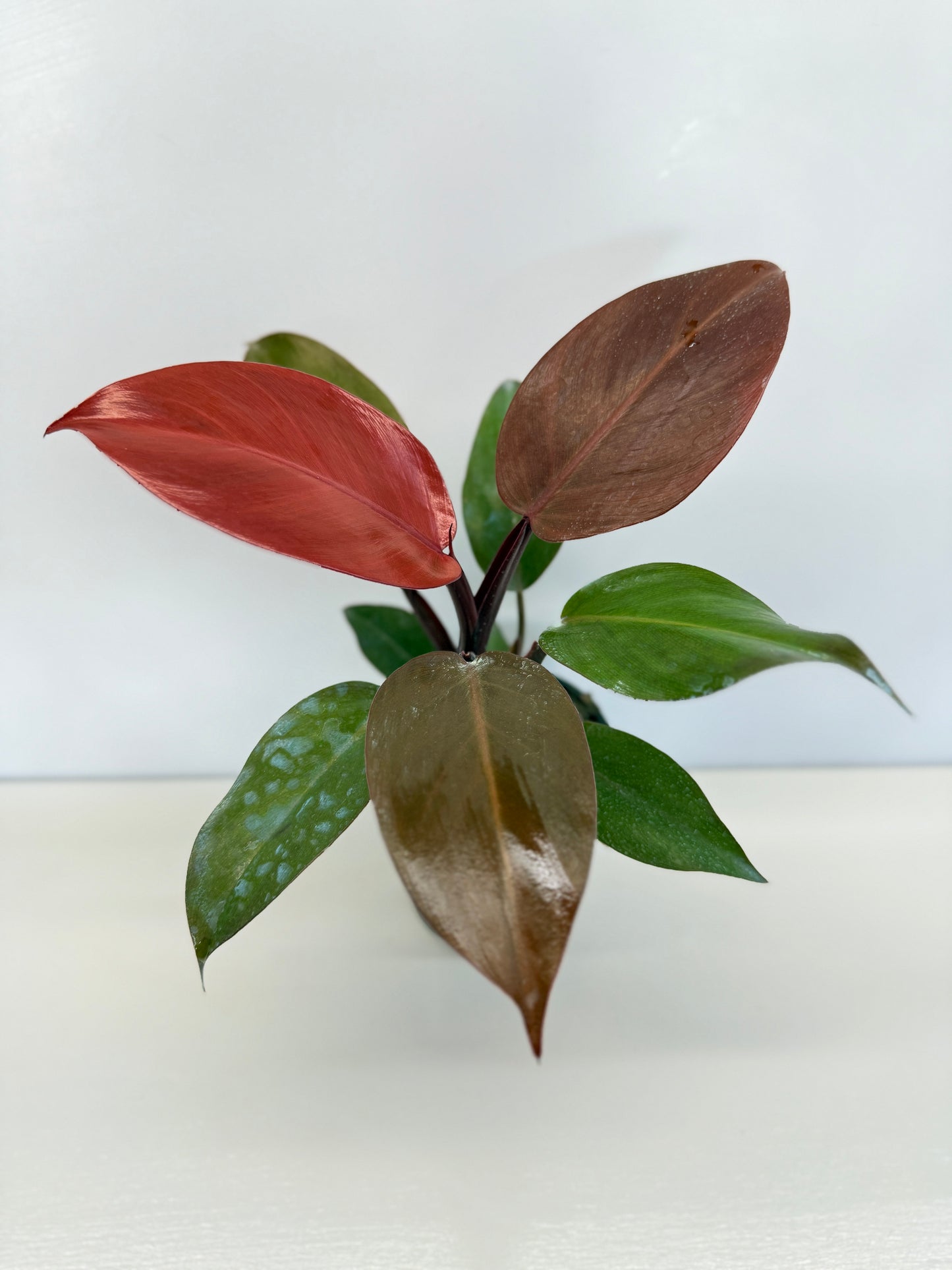 Philodendron 'Blood Luna' - Best Pick of the Crop!
