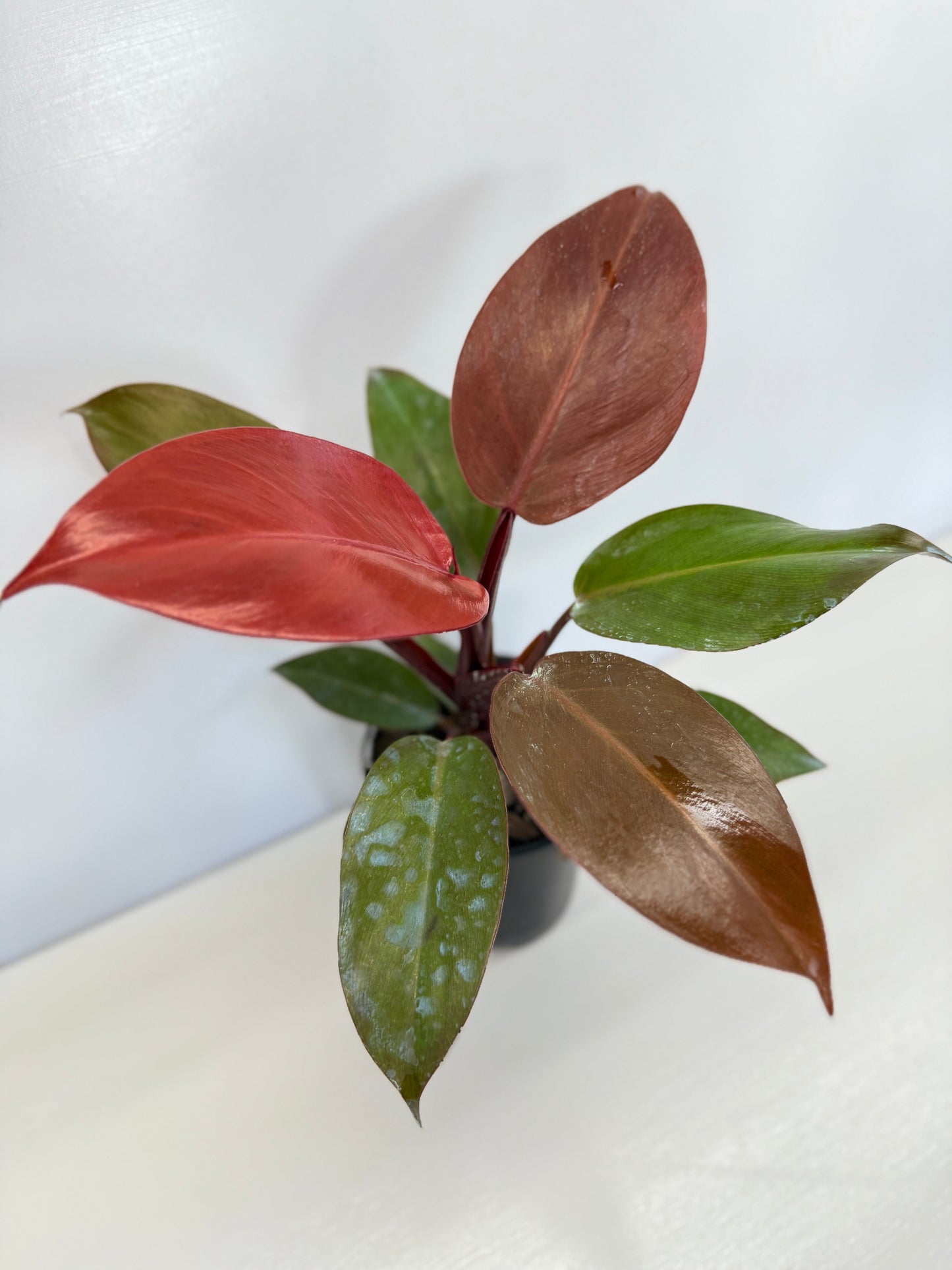 Philodendron 'Blood Luna' - Best Pick of the Crop!